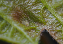 Andricus chinquapin
