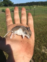 Reithrodontomyini