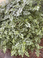 Magnoliopsida