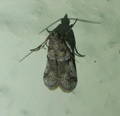 Amyelois transitella
