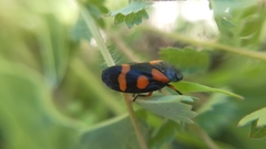 Cercopis intermedia