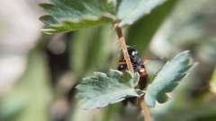 Cercopis intermedia