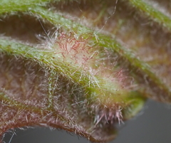 Neuroterus fugiens