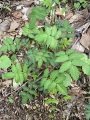 Rubus illecebrosus