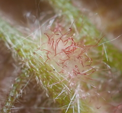 Neuroterus fugiens