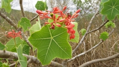 Jatropha humboldtiana