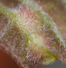 Neuroterus fugiens