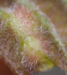 Neuroterus fugiens