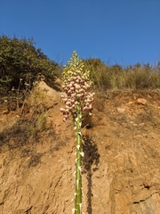 Hesperoyucca whipplei