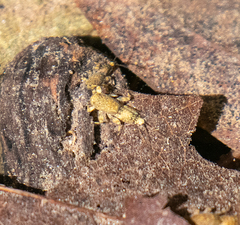 Serratella micheneri