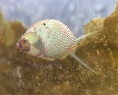 Eulithidium pulloides