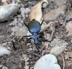 Scaphinotus interruptus