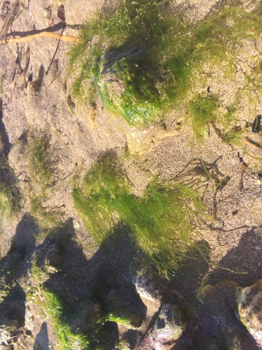 Ulva intestinalis, 2018-01-07