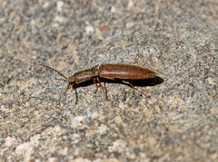 Leptoschema protractus