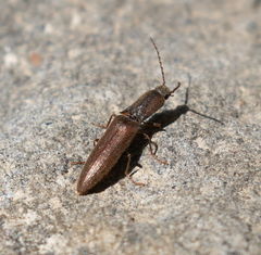 Leptoschema protractus