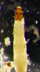 Monohelea