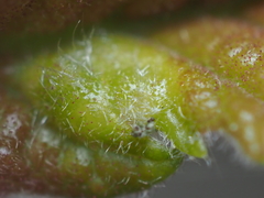 Neuroterus fugiens