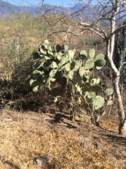 Opuntia pilifera