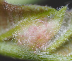 Neuroterus fugiens