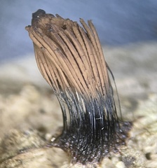 Stemonitis flavogenita
