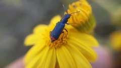 Haplomalachius flabellatus