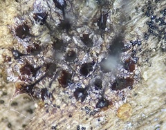 Stemonitis flavogenita