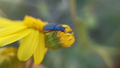Haplomalachius flabellatus