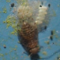 Ectopsocus meridionalis