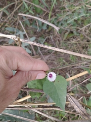 Ipomoea grandifolia