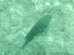 Plectroglyphidodon marginatus