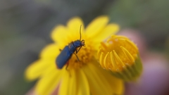 Haplomalachius flabellatus