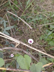 Ipomoea grandifolia