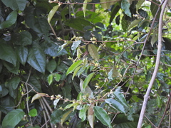 Elaeagnus triflora