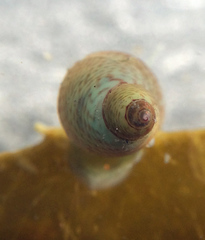 Eulithidium pulloides