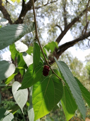 Morus celtidifolia (Morus celtidifolia)