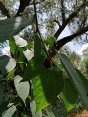 Morus celtidifolia