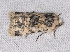 Sympistis singularis