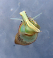 Eulithidium pulloides