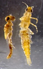 Cloeon fluviatile