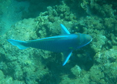 Chlorurus perspicillatus