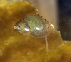 Phasianellidae