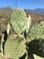 Opuntia pilifera