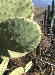 Opuntia pilifera