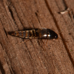 Sepedophilus testaceus