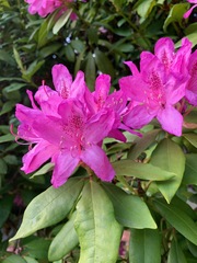 Rhododendron × hybridum