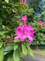 Rhododendron × hybridum