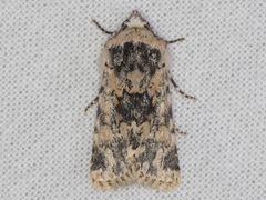 Sympistis singularis