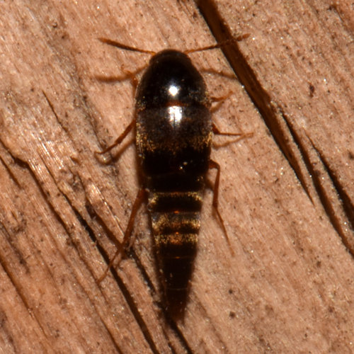 Staph beetle