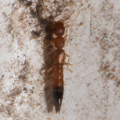 Astenus discopunctatus