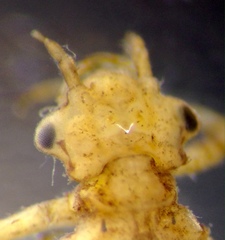 Agriocnemis pygmaea